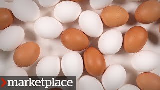 Which eggs are more nutritious? Testing organic, freerun and conventional (Marketplace)