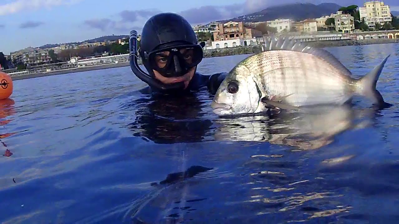 Pesca sub Saragone Ipnotizzato