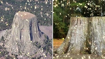 Mudfossil Giant Trees and Plants! All Over the Place!