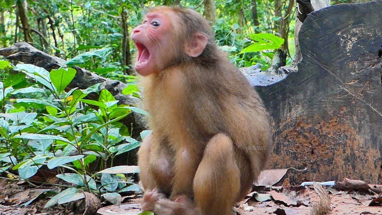 Monkey Baila cries alone while she is very sleepy.🐒😍