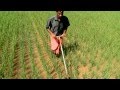 Single seedling: Increasing rice yields and decreasing water use through SRI