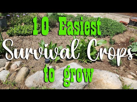 10 Easiest Survival Crops to Grow ~ Preparedness