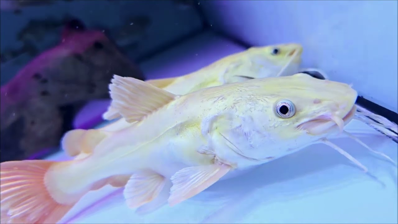 Phantom Red Tail Catfish . Top stingrays uk 07738764941