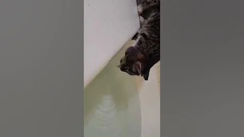 Video 1940321: cat bath water, bathtub cat, drinking bath water, nice bath, bath wash