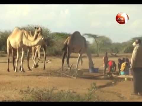 Kenya Meat Commission rolls out livestock off-take programme