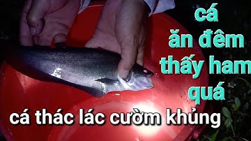câu cá thác lác cườm đêm, cách câu có 1 0 2 @PhúcNhíTV p48