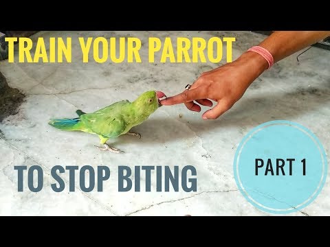 Part 1 - How To Train A Parrot To STOP BITING || REASONS AND SYMPTOMS Of Biting -EXPLAINED ||