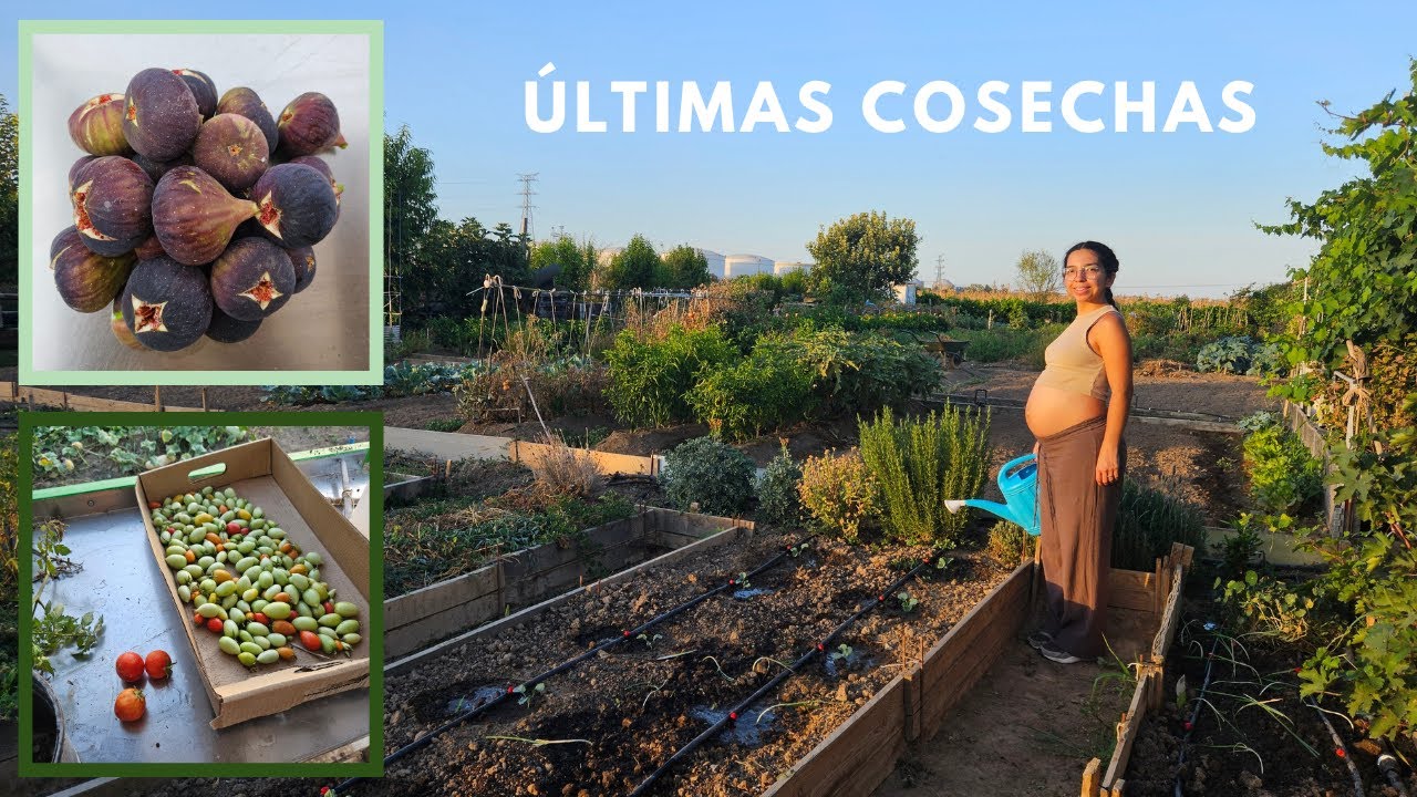 🌱UNA SEMANA EN MI HUERTO🌿Últimas COSECHAS de la temporada 🍅