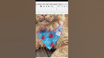buat bandana #coreldraw #illustration #pet #tutorial #vector #cat #design #vectorpet #puppy