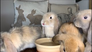 Breakfast Time for my Litter of 8 Week Old Mini Lop Bunnies