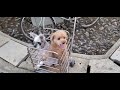 rock the cart and scream 狗狗意外,大叫一聲 sigaw ng aso pagkatapos ng aksidente 事故後の犬の叫び声 #dogs #scream