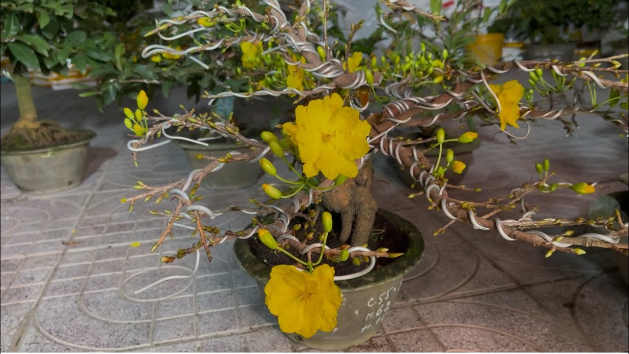 6/1☎️0911105991👉mai vàng chơi Tết,5 gốc mai siêu bông bình lợi cây đẹp,gia mùa,nụ nhiều 