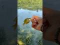 TANK #fishing #fish #blugigi
