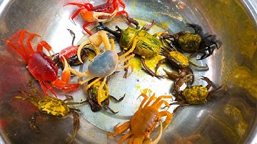 Thảo Cady bắt các con vật trong sân, con cua đỏ, cua vàng, cua xanh, con ếch -Part195