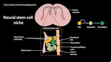 Neural stem cell niche
