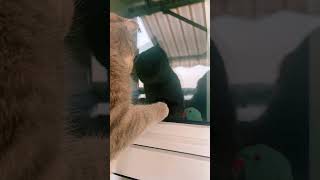 Come here, you silly bird!