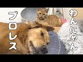 わんにゃんプロレスが激し可愛いｗ