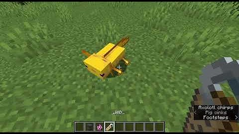 what if i rename and axolotl jeb_