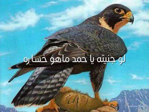 شيلة يا حمد عشق القرانيس أردني نشمي