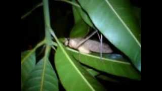 Download lagu Travel Night Naturewalk Katydid at Night Sound Rainforest Belalang Krek (Mecopoda Elongata)