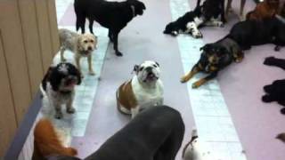 POSSESSED DOG!