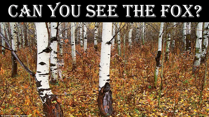 Nobody Can See All The Hidden Animals । Optical Illusions । Brain Teasers/ShineFact