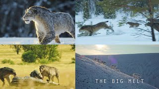 Prehistoric Planet Ice Age 2025 - Homotherium Screen Time