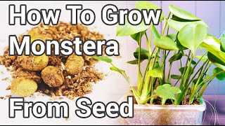 Grow Monstera From Seed ( 0 - 8 Months )