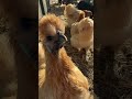 En lite sneak peak inför söndagens bonus-avsnitt!Alla hönsälskare - den här är till er! 🐔😌