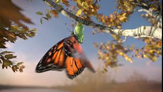 CG Butterfly Hatching Look Development with 3ds max and V-ray