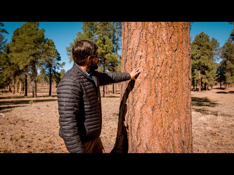 Video: ¿Qué animales viven en el Bosque Nacional Coconino?