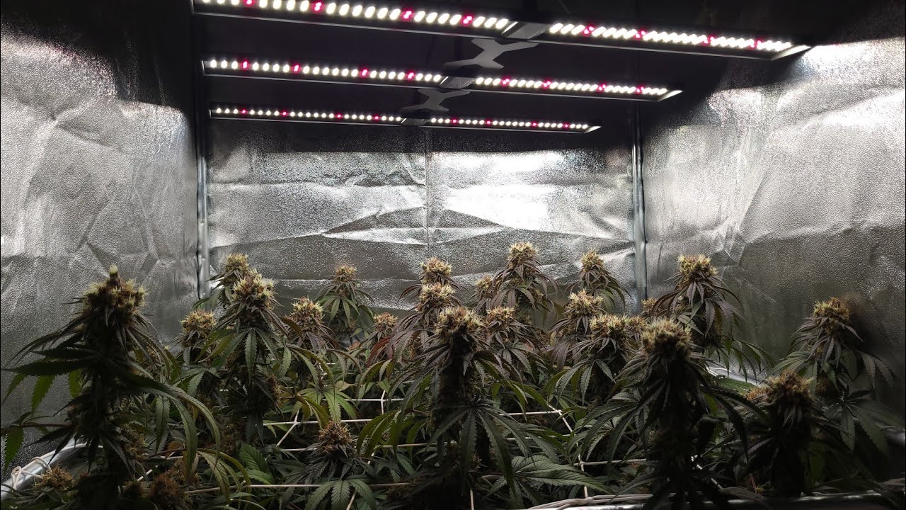 Migro Aray 3 (270w) Review with Orange Juice, (Harvest) Flower Day 56* #10