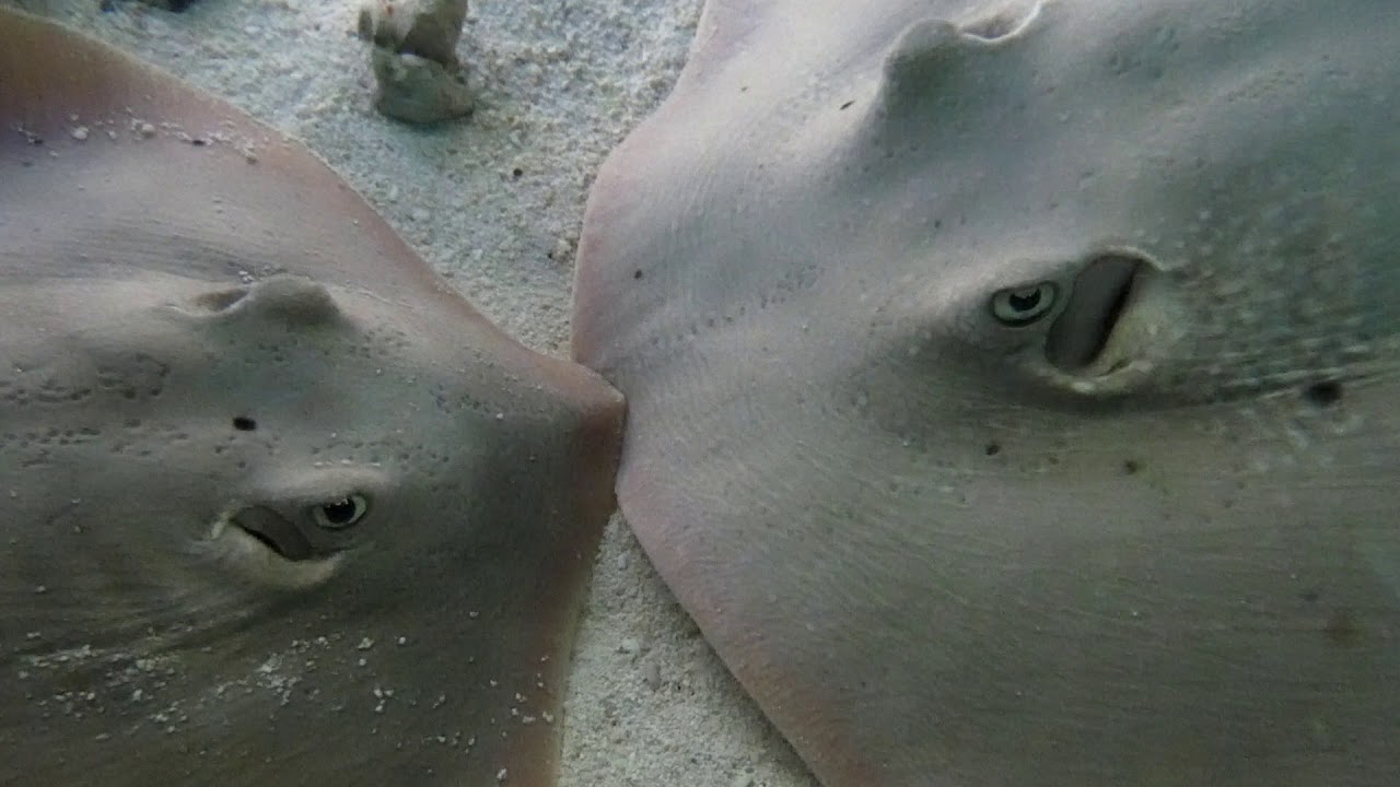 Kalifornischer Rundstechrochen (Urolophus halleri) Aquarien- & Terrarienhaus im Zoo Schönbrunn