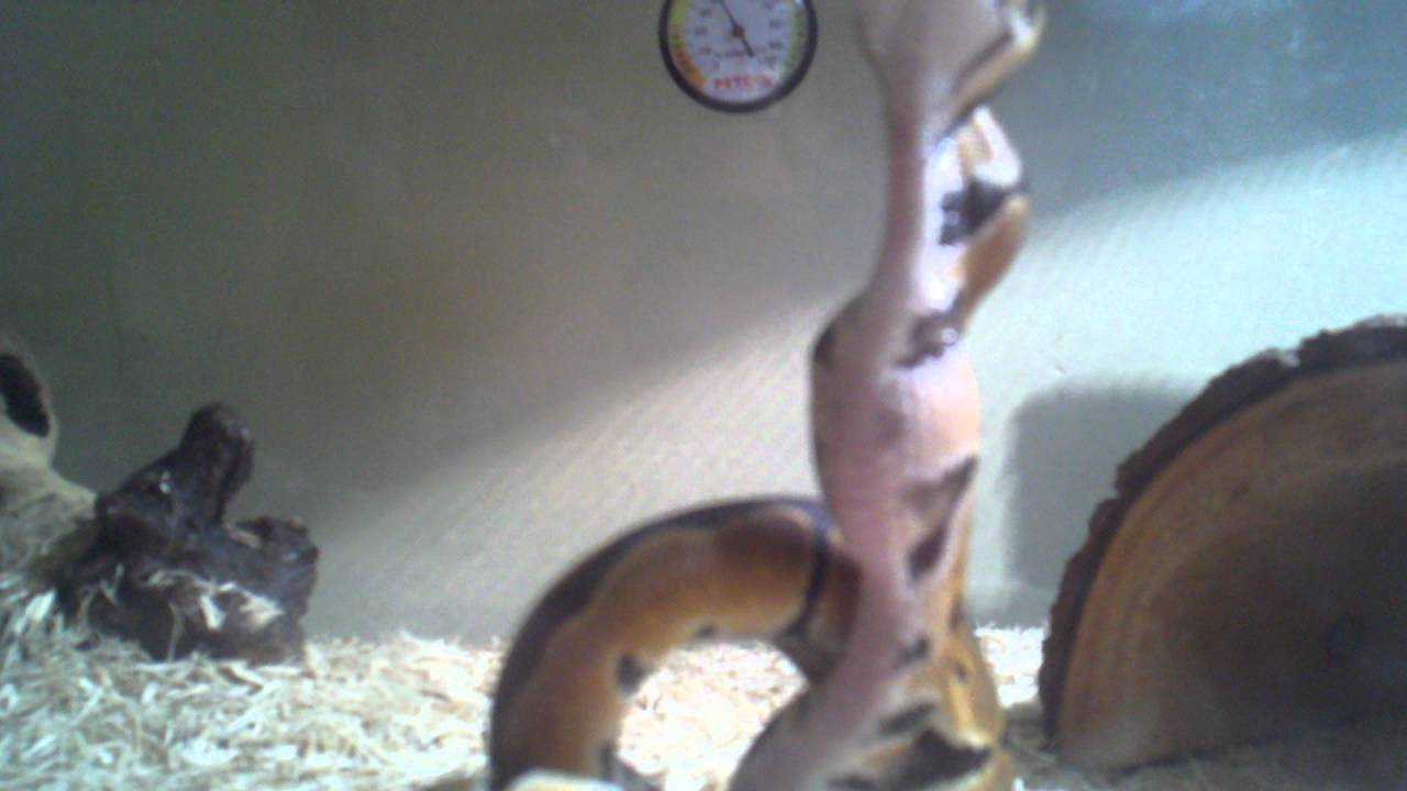 Pelee the ball python eats a fuzzy mouse... sideways! - YouTube