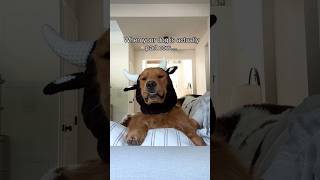 When Your Dog Is Actually Part Cow...