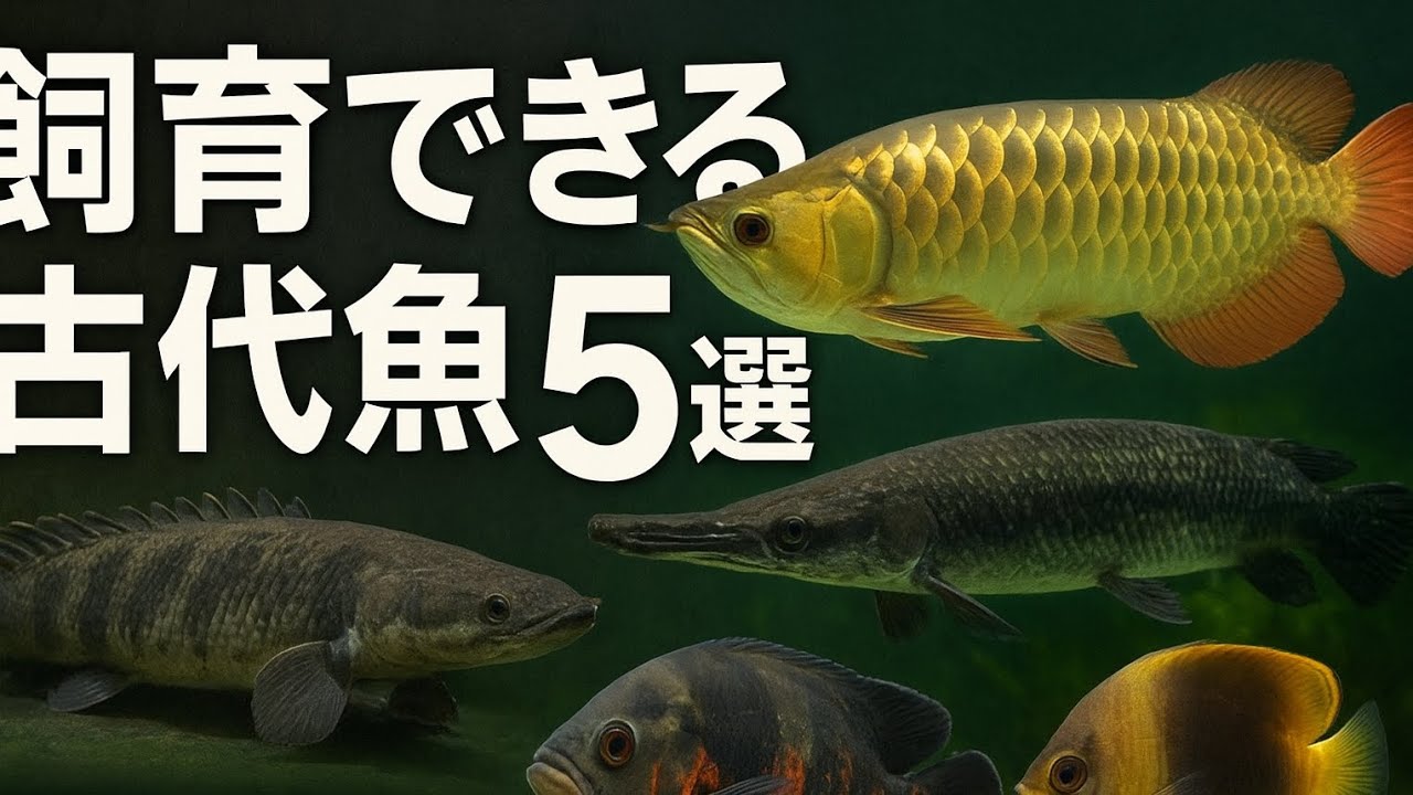 飼育できる古代魚5選をお届けします!【古代魚】 - YouTube