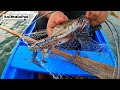 Catching lambay alimasag or blue crabs using sapyaw catch  cook garlic crabs recipe