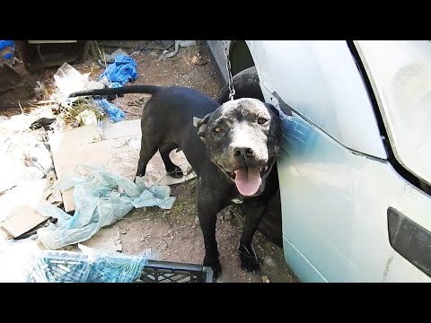 וִידֵאוֹ: כיצד לטפל בדרמטיטיס בכלבים