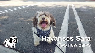 Havanese Sara - Two new parks