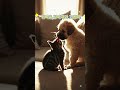 강아지vs고양이, 소파 위 귀염  시작! 🐶😺 #shorts #강아지 #고양이 {인공지능디지털연구소 TV}