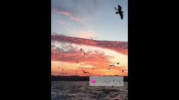 حالات وتس اب كلمات تريح القلب وتجبر الخاطر 😌القارئ (#اسلام# صبحي)💐