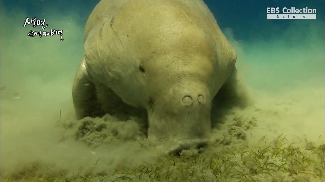 듀공의 비밀 (Dugong)