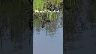 Download Lagu REDWINGED BLACKBIRD AT RIVER'S EDGE!#amazing #shorts #blackbird #spring #river #bird MP3 Download Lagu REDWINGED BLACKBIRD AT RIVER'S EDGE!#amazing #shorts #blackbird #spring #river #bird MP3