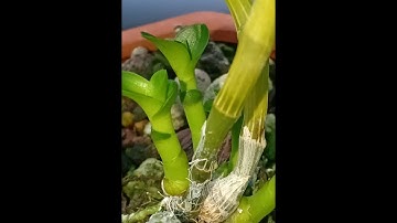 LÀM MẦM GỐC CHO LAN PHI ĐIỆP