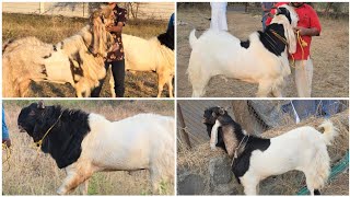 The Finest Collection of Andul Goats at Haidery Farms in Bapgaon, Mumbai