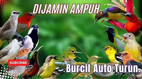 MP3 Pikat Burung Kecil II Suara Pikat Burcil Dijamin Paling Ampuh Terbaru 2025.