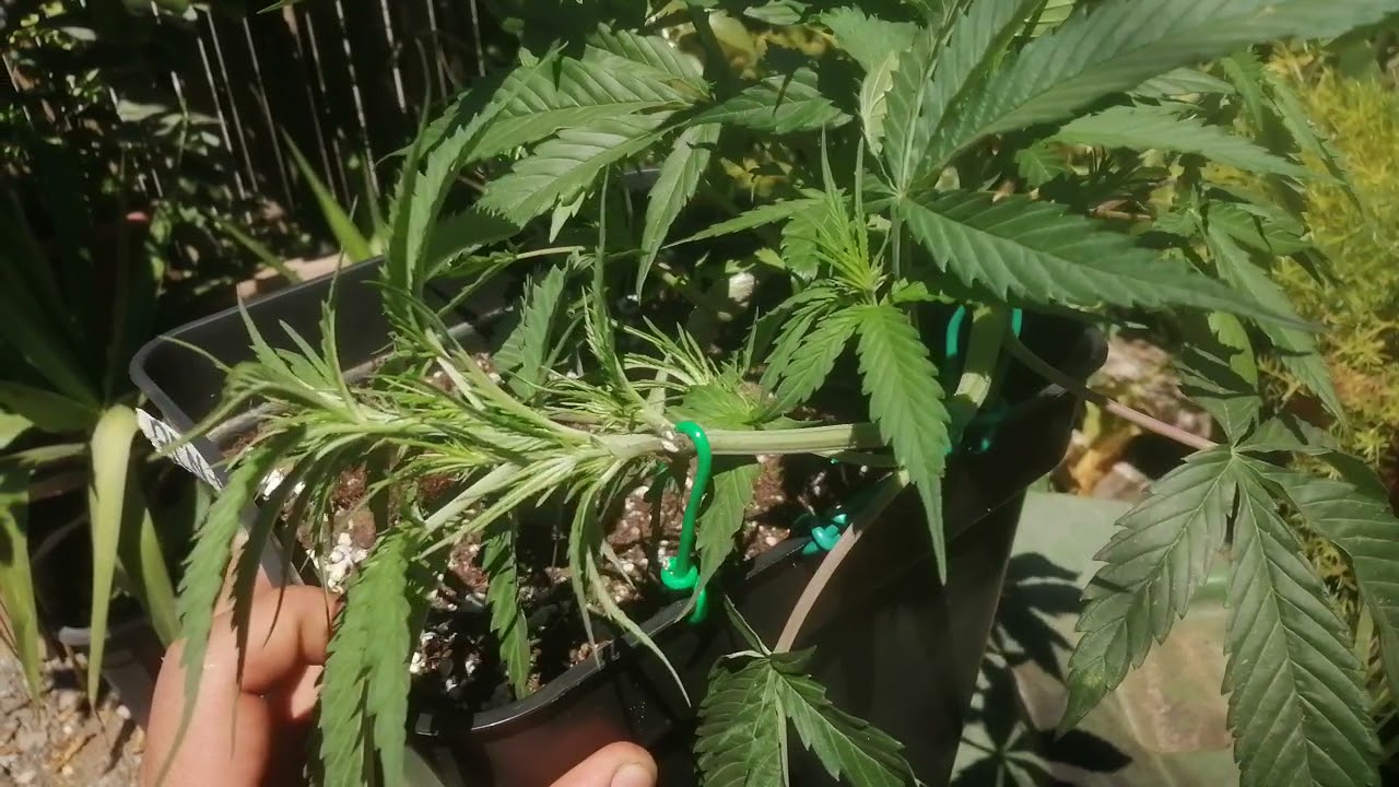 BCN Crítical xxl Fast -  SeedStockers (LST a temprana edad🌱) 45 días de vida después del germinado