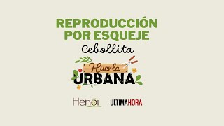 Reproducción por esqueje: Cebollitas de verdeo