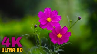 Cosmos Flower | Stock Video 4K ULTRA HD