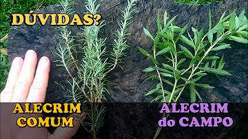 O que significa alecrim Alecrim Dourado?